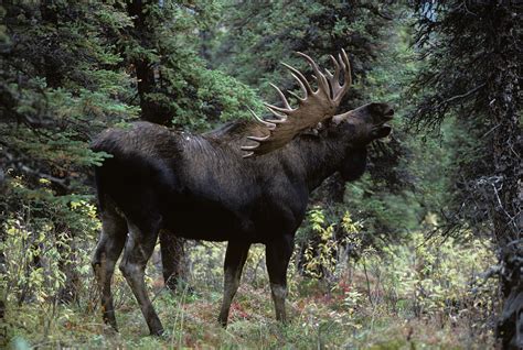  Alces! Un maestoso gigante delle foreste che brama un futuro pieno di corna e agilità