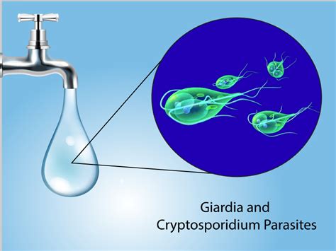  Cryptosporidium! Un Parassita Microscopico Che Ama le Acque Calde e i Tuoi Intestini