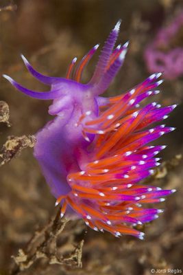  Flabellina: Una Creatura Marinina con una Tentacolare Passione per la Gastronomia!