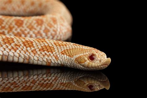  Hognose Snake: Come un Maestro della Fuga con Occhiali di Pelle!