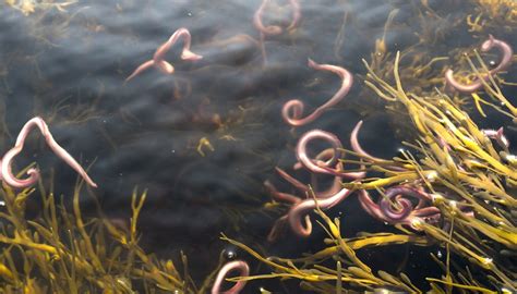  Isolepis! Un piccolo verme che si muove con una danza ipnotica sotto la superficie dell'acqua