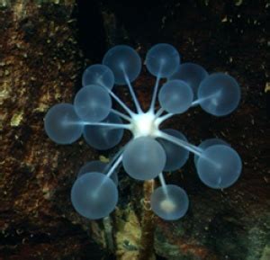  Jacobiella! Scopri questo Demospongia che sembra un piccolo cactus marino