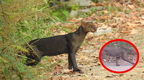  Jaguarundi! Conosci questo felino dall’aspetto unico e dal comportamento sfuggente?