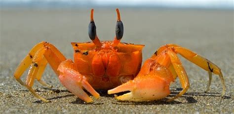  Natantia: Conosci questo affascinante crostaceo dalle zampe che ricordano danzatrici di flamenco!