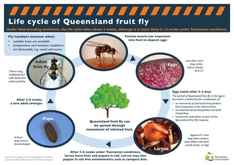  Queensland Fruit Fly: Discover an Inhabitant of Orchards With Wings that Carry Both Beauty and Destruction!