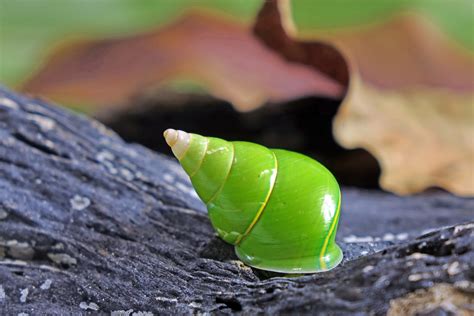  Smaragdina! Una lumaca dai colori vivaci che trascina una conchiglia verde smeraldo.