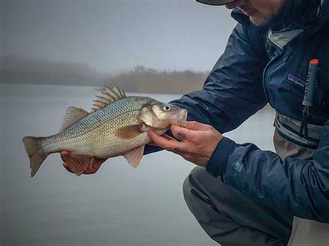  White Perch: Un pesce dal corpo affusolato che sfreccia tra le acque dolci e salmastre!