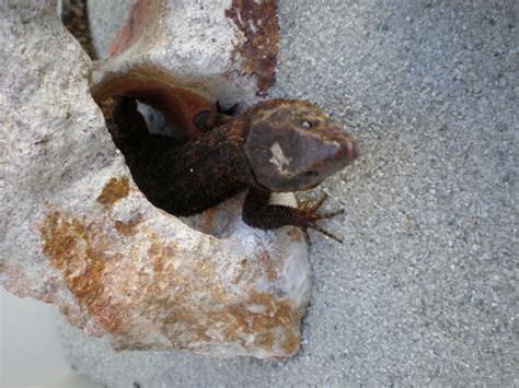  Yellow-Spotted Lizard: A Master of Disguise or a Fashion Icon Hiding Among Leaves?