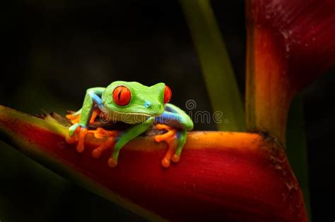   Zambezi Toad: Un Anfibio Delizioso Con Occhi Rossi Brillanti che Si Nasconde Tra le Foglie del Bosco!