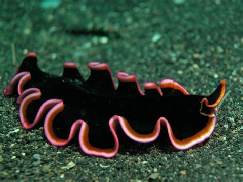  Acoela!  Explore these Tiny Marine Flatworms and Discover their Remarkable Ability to Regenerate