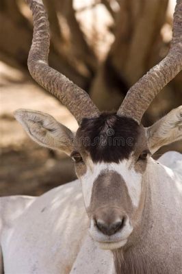  Addax: Un maestoso residente del deserto con una passione per le erbe aromatiche!