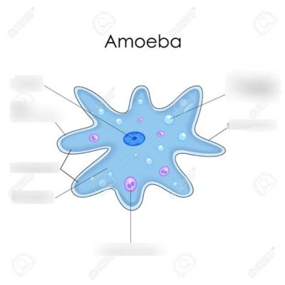  Amoeba: Un piccolo protista che danza con l'eleganza di un ballerino e si nutre con la furia di una tigre!