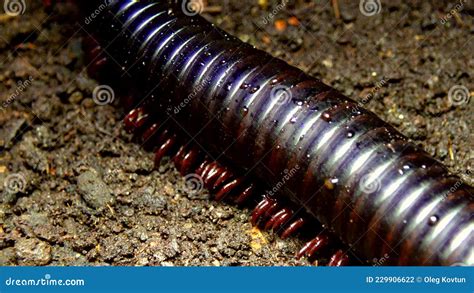  Archispirostreptus Gigas:  The Gentle Giant Of The Myriapoda World With A Thousand Legs And An Endless Appetite!