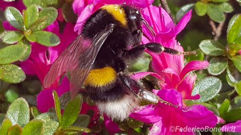  Bombus: Un Impollinatore Feroce Con Ali Strabichevoli e un'Incredibile Capacità di Collaborazione!