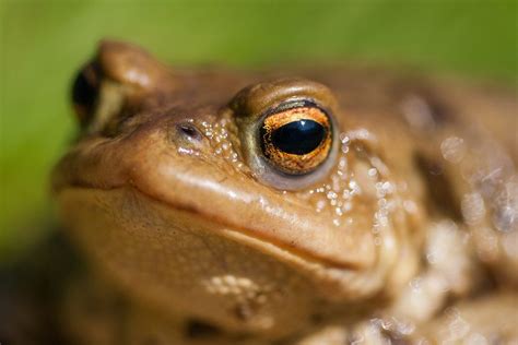  Bufo Bufo: Un Anfibi Terrestre con un Canto che Ricorda la Tromba di un Elefante!