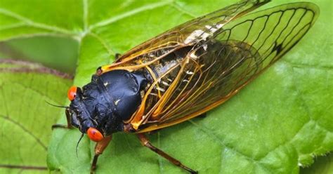  Cicala: Un Insetto Melodico Con Aliti Misteriosi che Si Nascondono Sotto la Sua Corteccia Dura!