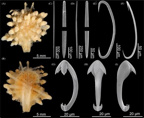  Cladorhiza: A Masterful Weaver of Marine Substrates and Delicate Underwater Sculptures