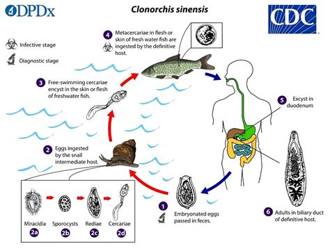  Clonorchis! Il Parassita Del Fegato Con Una Predilezione Per I Pesci Di Acqua Dolce