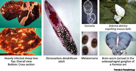   Dicrocoelium dendriticum, Un Parassita Curioso Con un Ciclo Vitaale Complicato e Pieno di Sorprese!