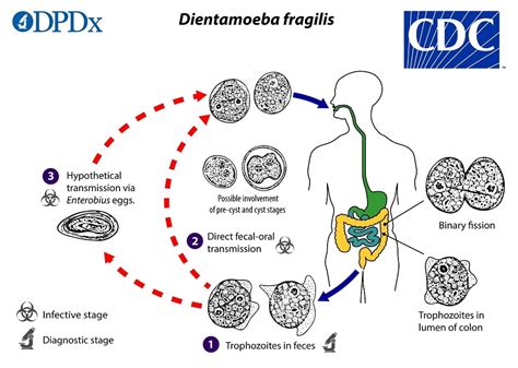  Dientamoeba! Un Parassita Intestinale Con Una Vita Segreta e un Ciclo Reproduttivo Unico