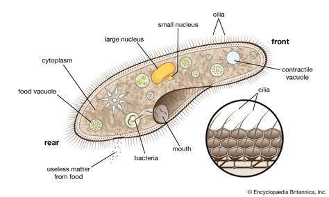  Dileptus: Un microrganismo che danza con le sue ciglia e mangia di tutto!