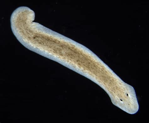  Dugesia: This Remarkably Adaptable Flatworm Can Regenerate Entire Body Parts From Fragments!