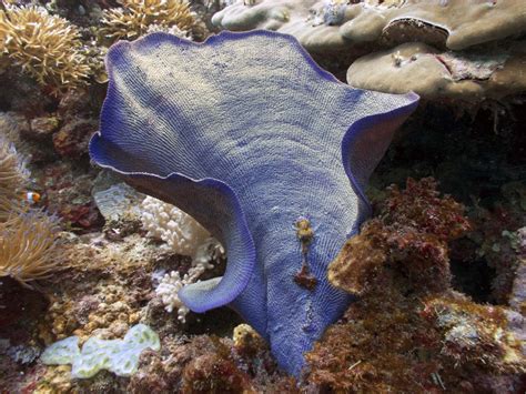  Elephant Ear Sponge: A Marvel of Underwater Architecture That Perfectly Mimics Its Terrestial Counterpart!