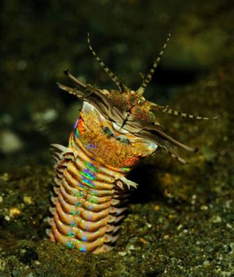  Eunice! This Deep-Sea Worm Wielding a Toxic Cocktail Will Leave You Astounded