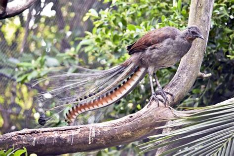  Falso Tritone! Un Gastropoda dalle Straordinarie Abilità di Camuffamento e la Capacità di Sopravvivere in Ambienti Estremi