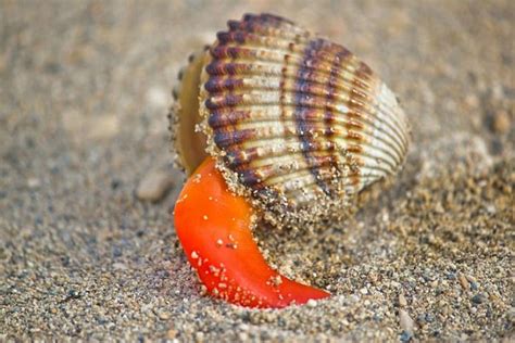  Filetto: Un Mollusco Bivalve che Vive una Vita Sedentaria ma Piena di Sorprese!