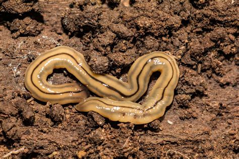  Flatworms! Discover These Exquisite Earth-Crawlers With Their Many Legs