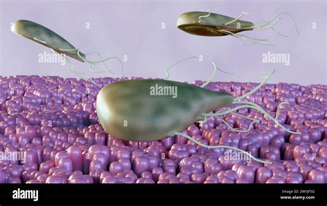  Giardia: Una Parassita Microscopiche che Abbraccia con Tenacia le Pareti Intestinali!