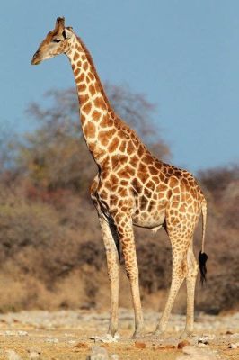  Guanaco: Un Mastino Vegetariano con un Corpo da Maraponte!