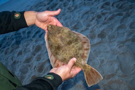  Halibut: Un pesce dal corpo schiacciato che si nasconde sul fondo del mare!