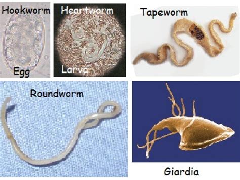  Hearthworms: Can These Tiny Creatures With Countless Legs Be Called Earth's Unsung Heroes?