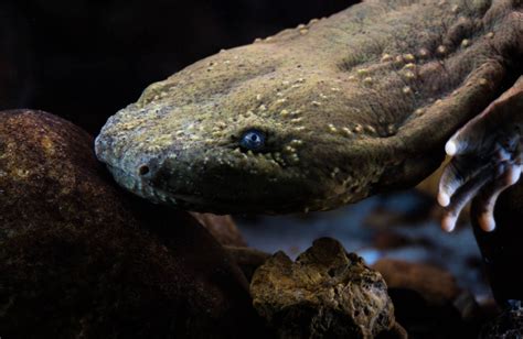  Hellbender! A Curious Amphibian with Remarkable Adaptations for Aquatic Life