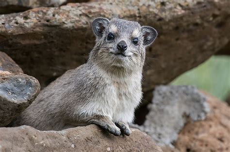  Hyrax! Un piccolo mammifero che scava tane profonde e salta tra le rocce con agilità incredibile