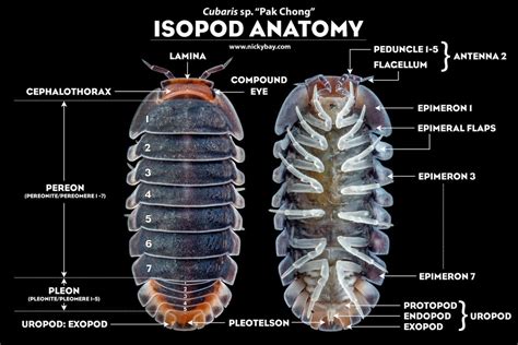  Isopodi: Un affascinante viaggio attraverso i segreti di questi crostacei dal corpo piatto e dai movimenti furtivi!