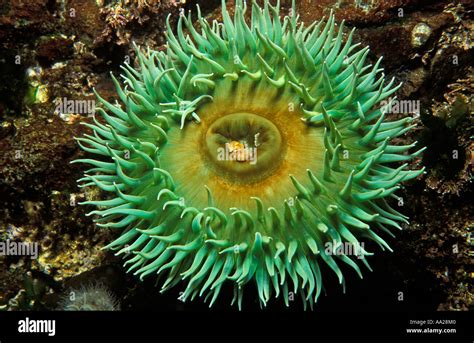  Jewel Anemone: Un piccolo gigante dei mari dalle tentacolare abitudini di caccia!