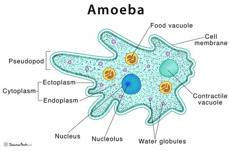  Joussia!  A Tiny Amoeboid Master of Disguise With an Appetite for Bacteria