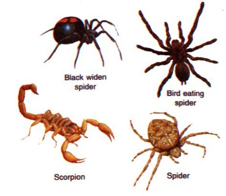  Julidae: Questi incredibili artropodi dal corpo segmentato e dalle zampe numerose sono affascinanti da osservare nel loro ambiente naturale!