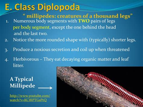  Juliform Diplopoda: What Happens When A Thousand Legs Meet Endless Curiosity?