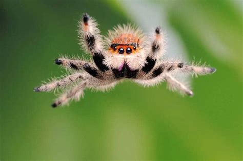 Jumping Spiders: Unlocking the Secrets of Tiny Hunters With Eight Eyes and Incredible Leaps!