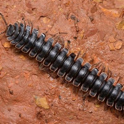  Kentroi Millipedes: These Wonderful Armored Worms With Many Legs Can Teach Us About Patience!