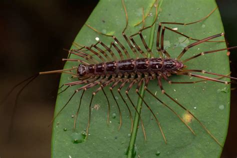  Kentrotidra! Una creatura dalle mille zampe che si mimetizza come un maestro del camuffamento