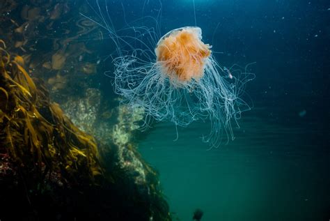  Lions Mane Jellyfish: Un Animale Fantastico che Emana Luce e Tentacoli Velenosi!