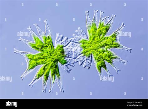  Micrasterias! Un Piccola Stella d’Acqua con una Vita Solitaria e Misteriosa