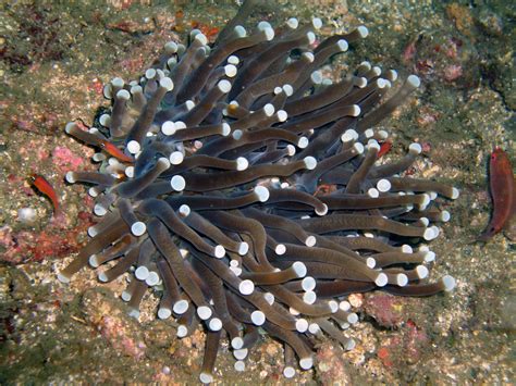  Mushroom Coral: Un animale affascinante con tentacoli che sembrano funghi!