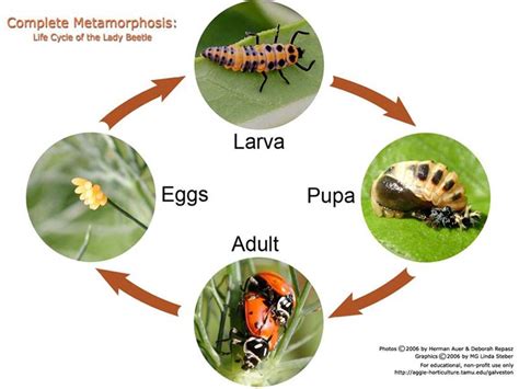  Neodermatidae: Un piccolo maestro della metamorfosi!