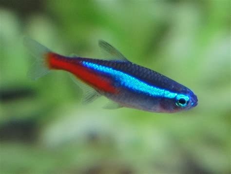  Neon Tetra! Un pesce dalle brillanti sfumature che si muove con eleganza tra le piante acquatiche